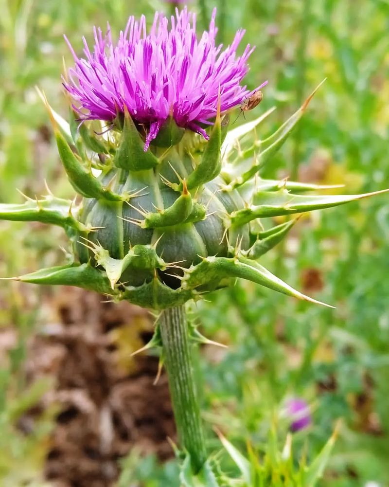 Weeping Thistle