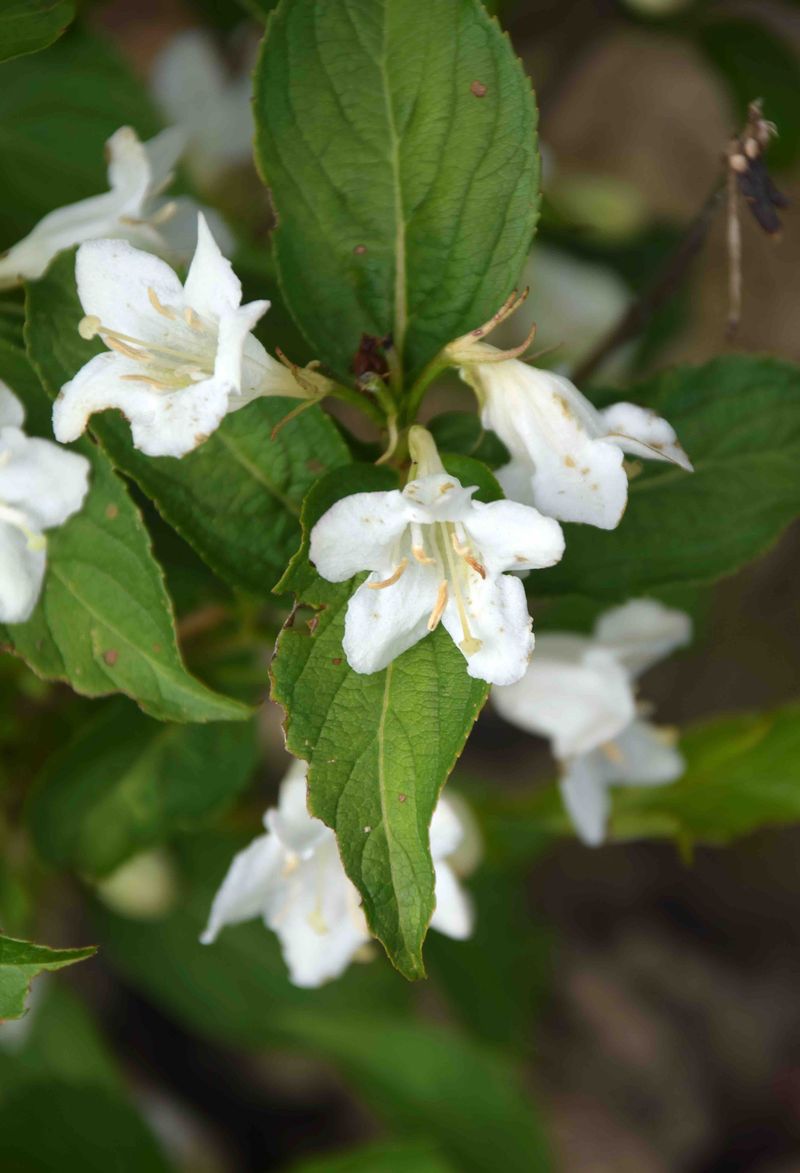 Weigela florida 'Briant Rubidor'