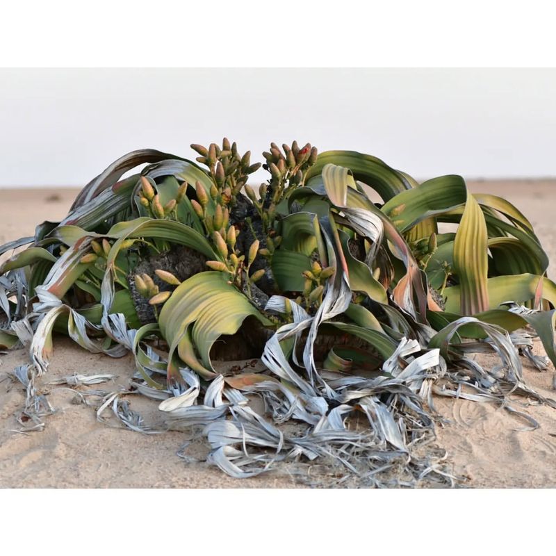 Welwitschia Mirabilis