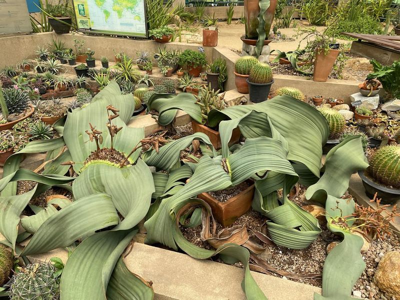 Welwitschia