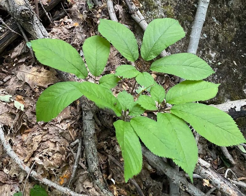 West Virginia: Ginseng