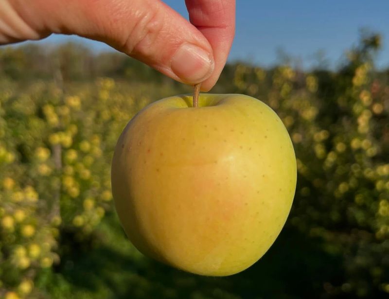 West Virginia: Golden Delicious Apple