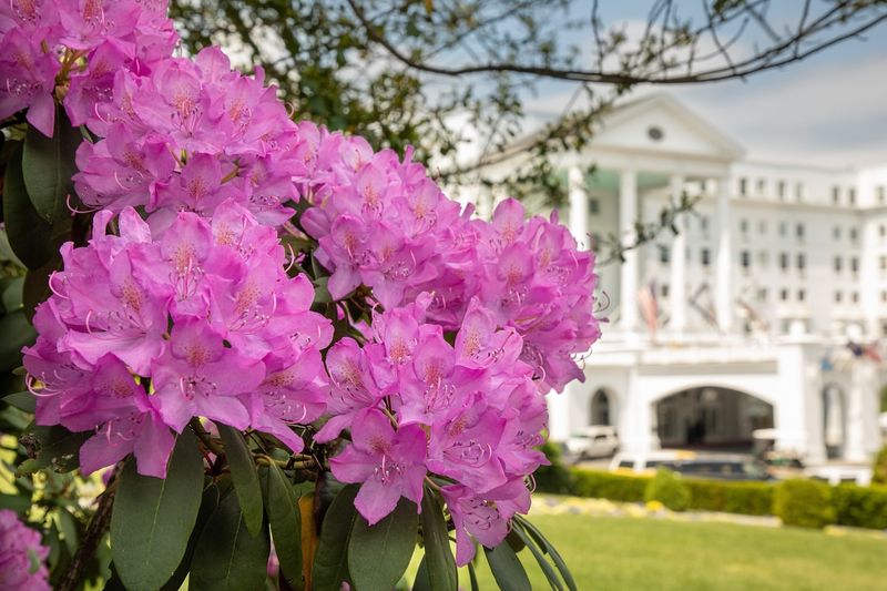 West Virginia: Rhododendron