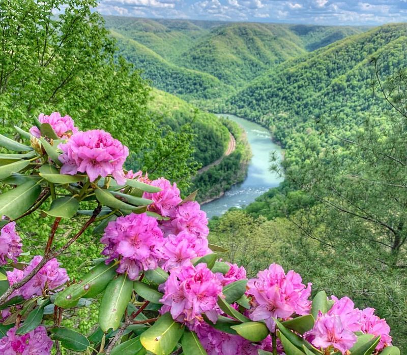 West Virginia: Rhododendron