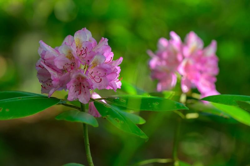 West Virginia - Rhododendron