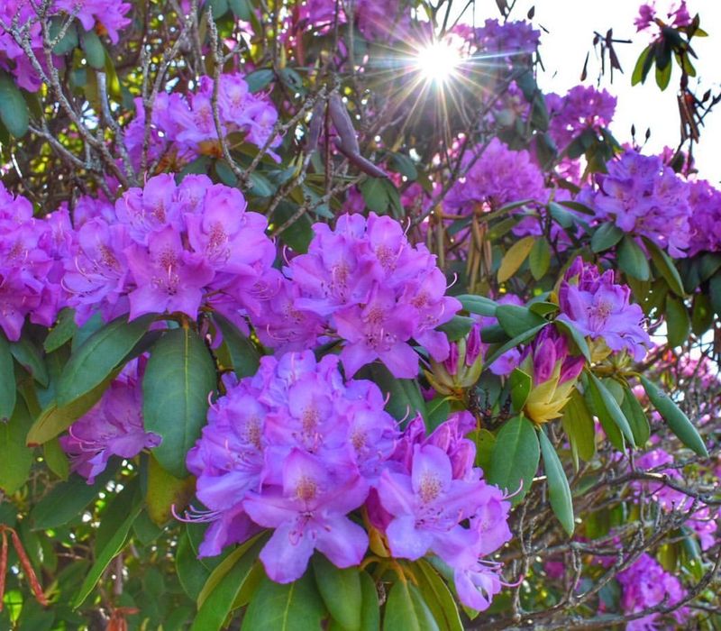 West Virginia - Rhododendron