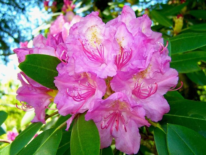 West Virginia - Rhododendron