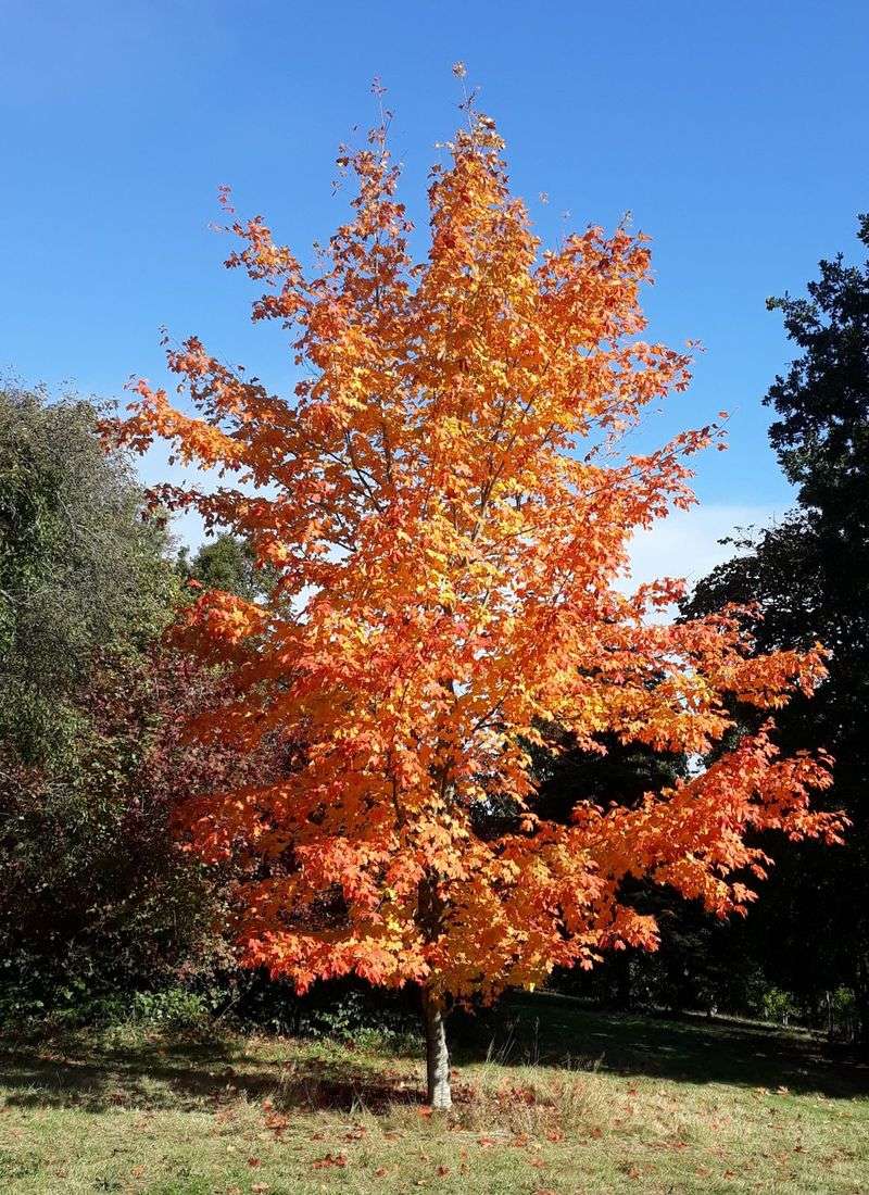 West Virginia: Sugar Maple