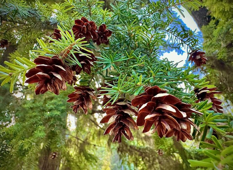 Western Hemlock