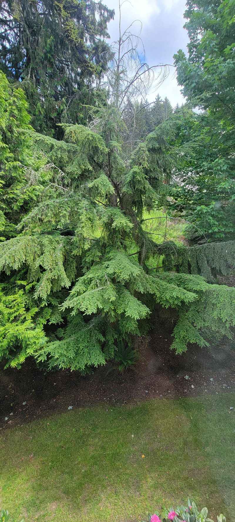 Western Hemlock