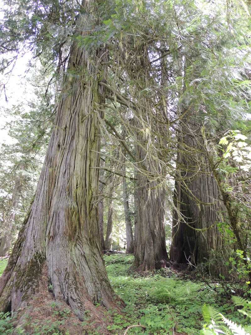 Western Red Cedar