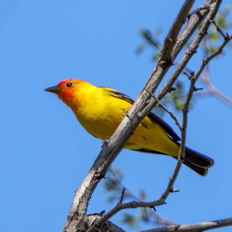 Western Tanager