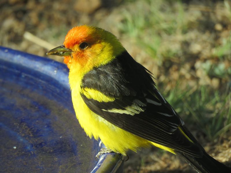 Western Tanager