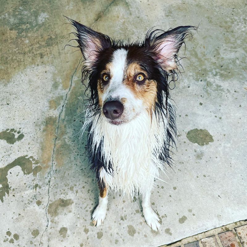 Wet Dog in Yard