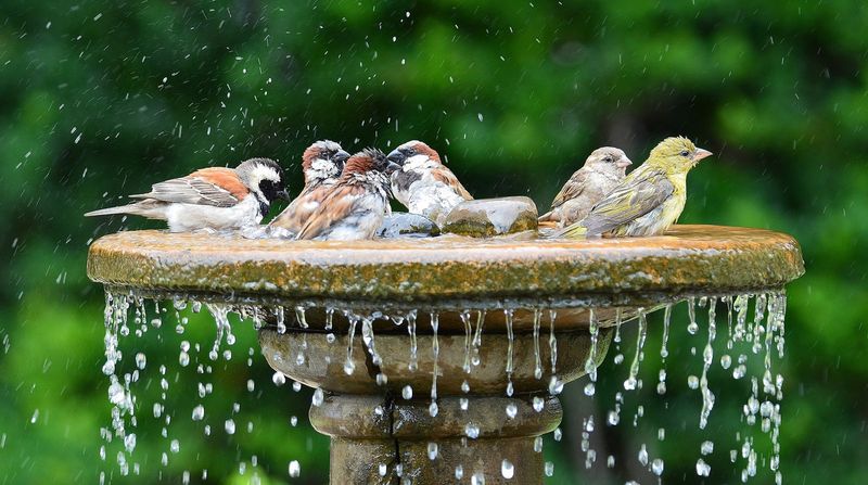 Whimsical Bird Habitats