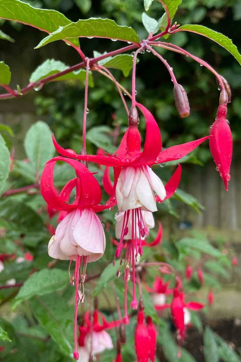 Whimsical Fairy Garden with Fuchsia