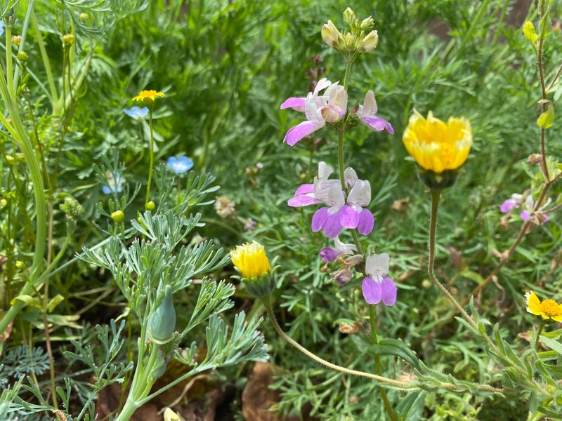 Whimsical Wildflowers