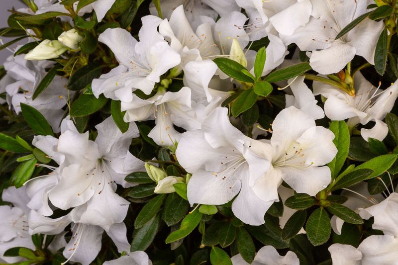 White Azalea