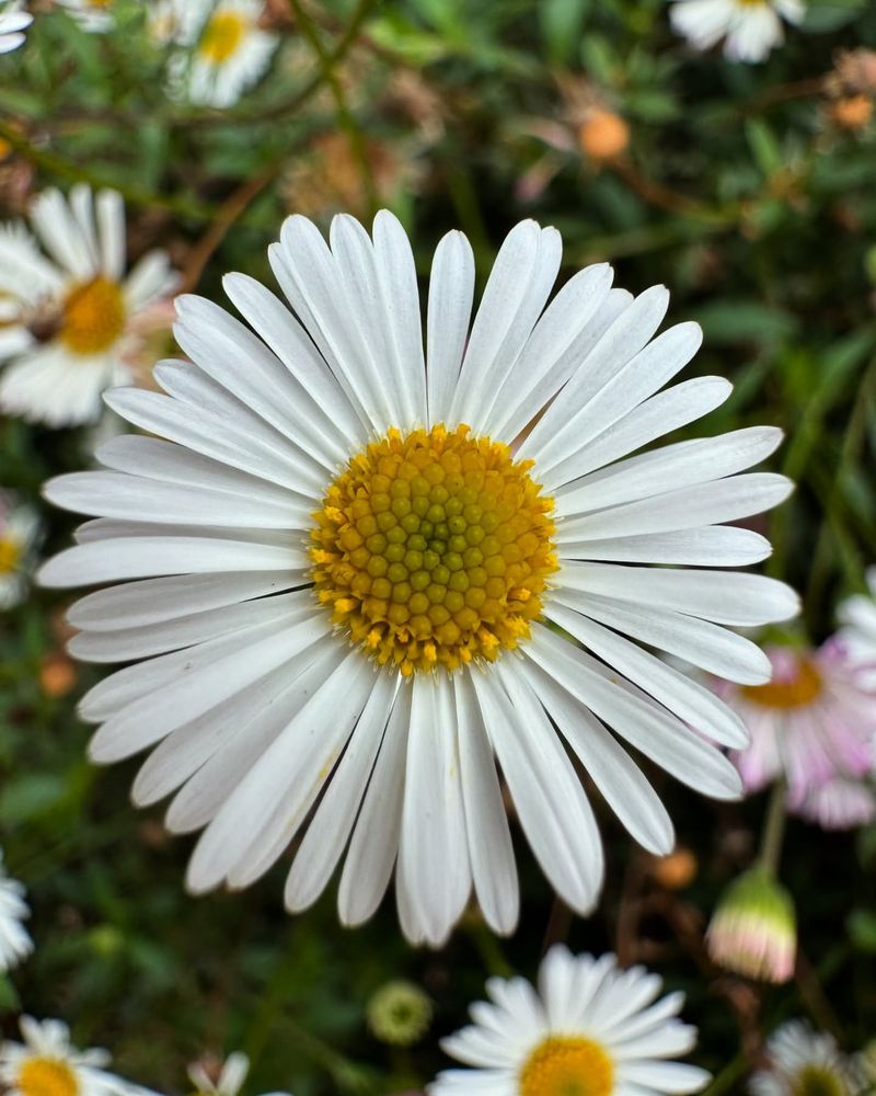 White Button Daisy