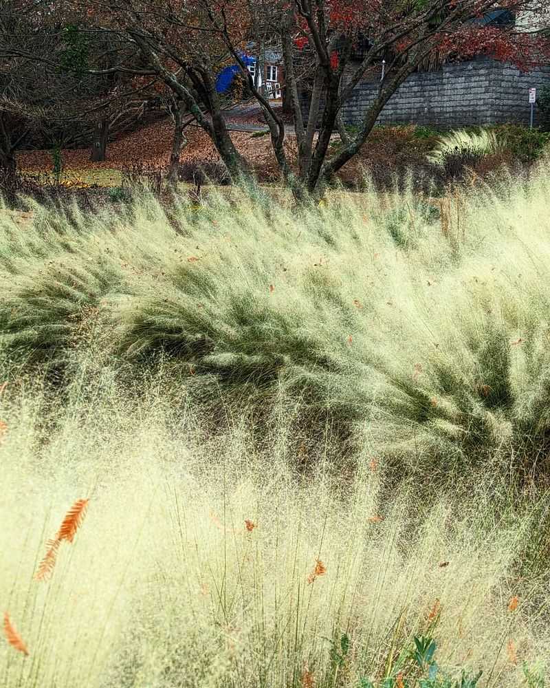 White Cloud Muhly Grass