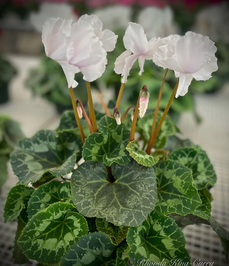 White Cyclamen