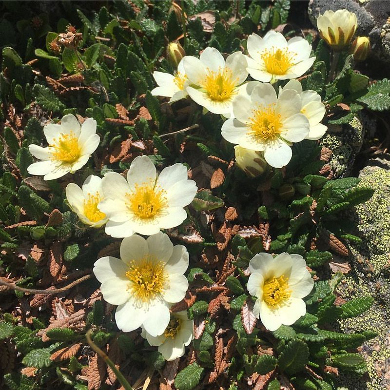 White Dryas