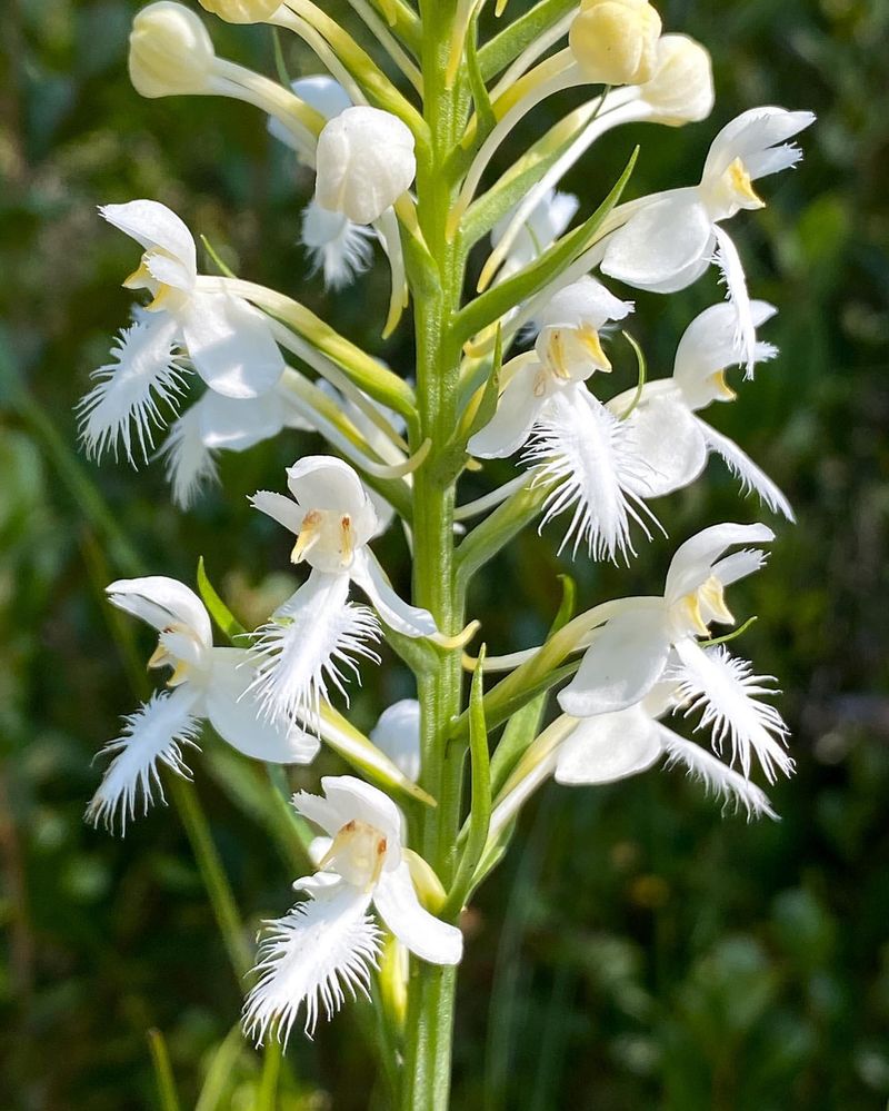 White Egret Orchid