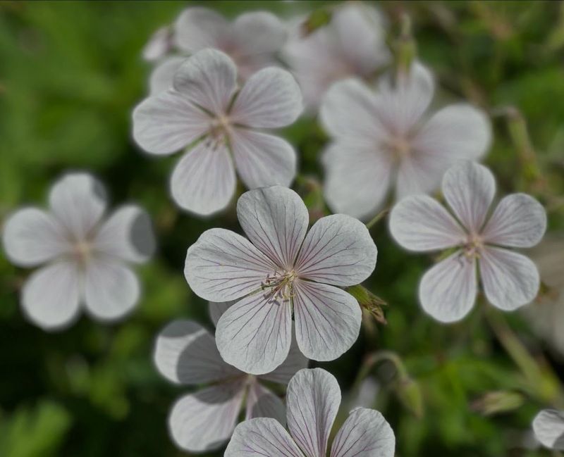 White Geranium