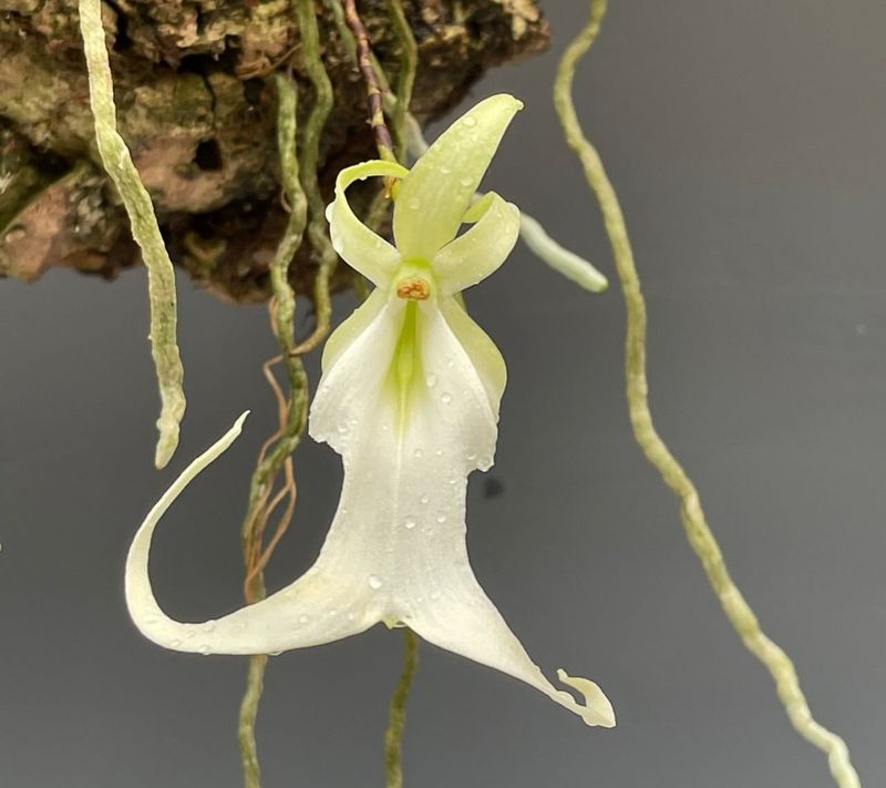 White Ghost Orchid