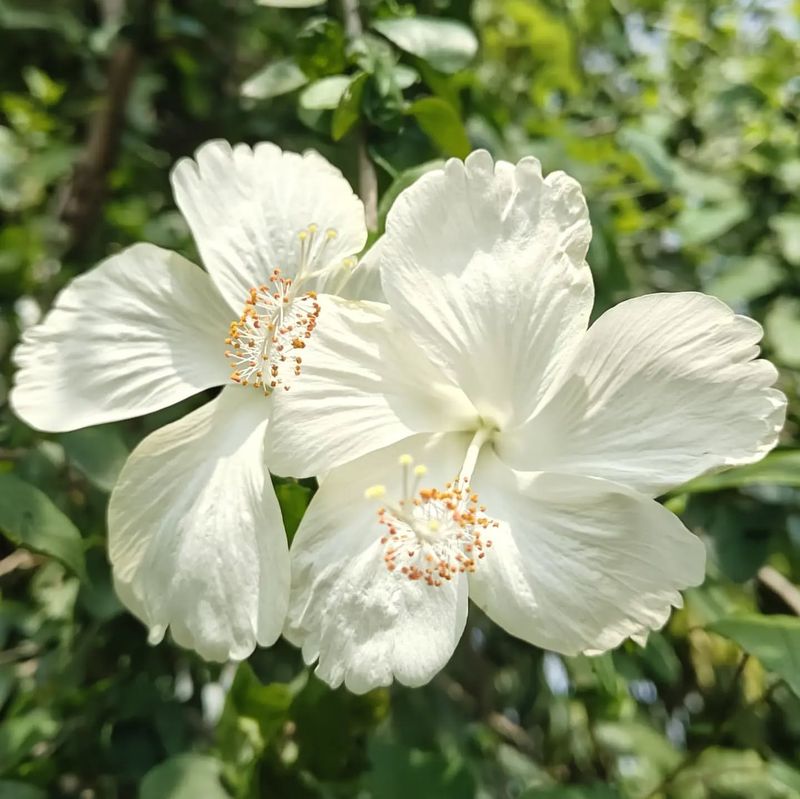 White Hibiscus