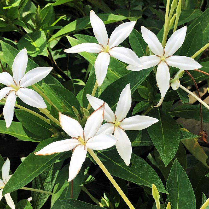 White Jasmine