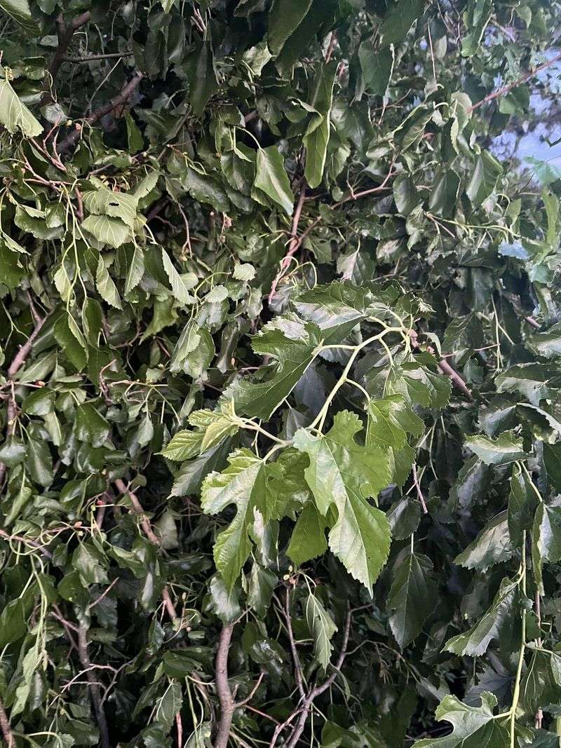 White Mulberry