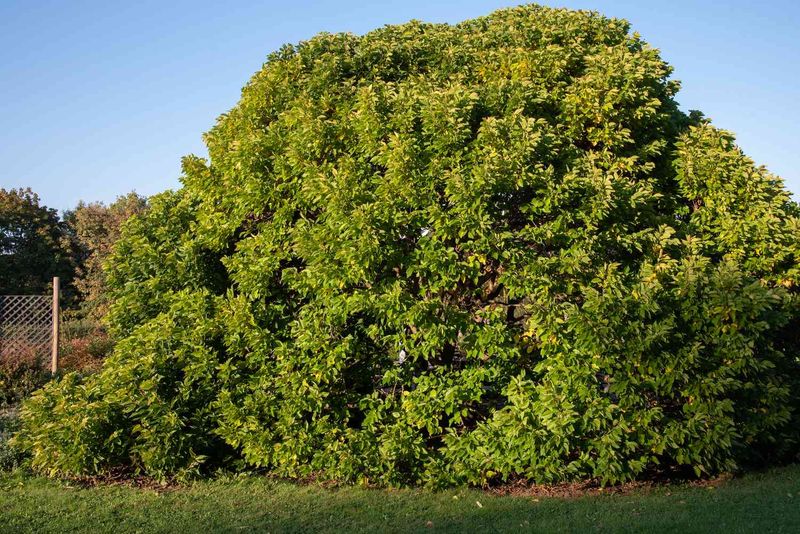 White Mulberry