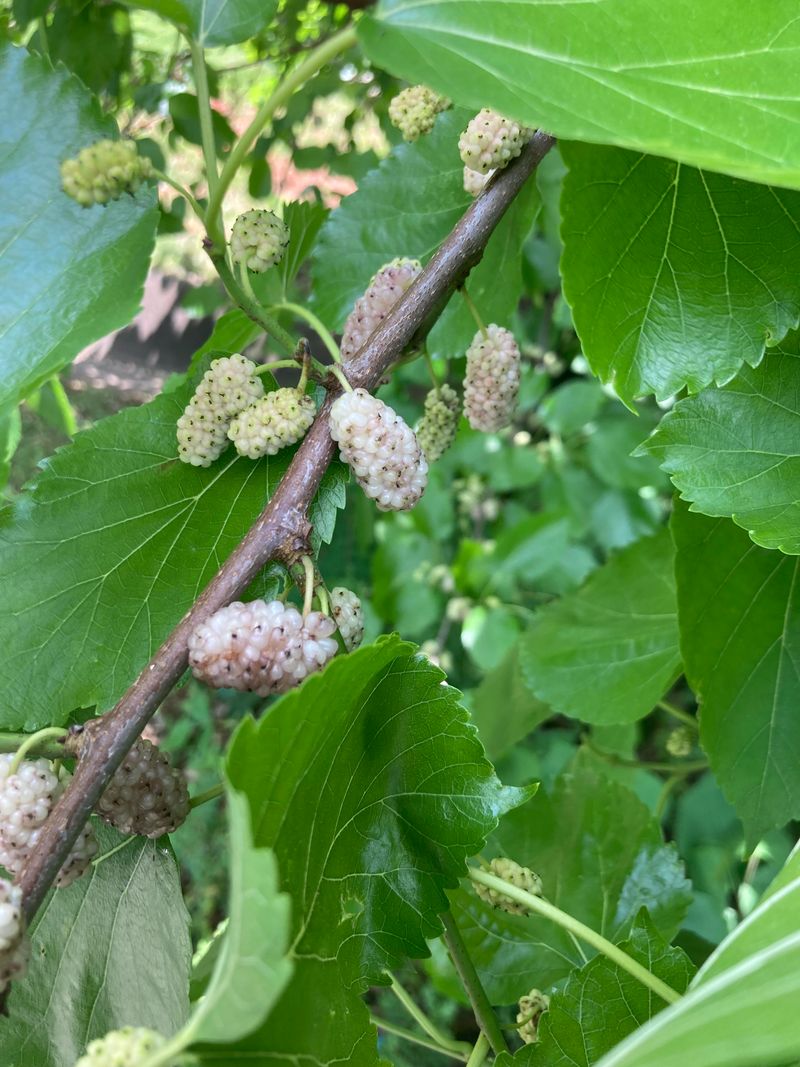 White Mulberry