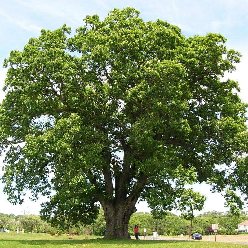 White Oak