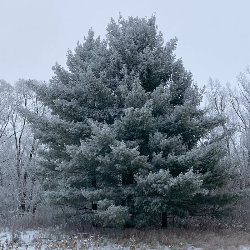 White Pine