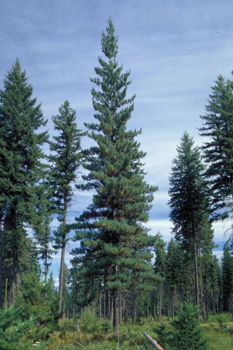 White Pine