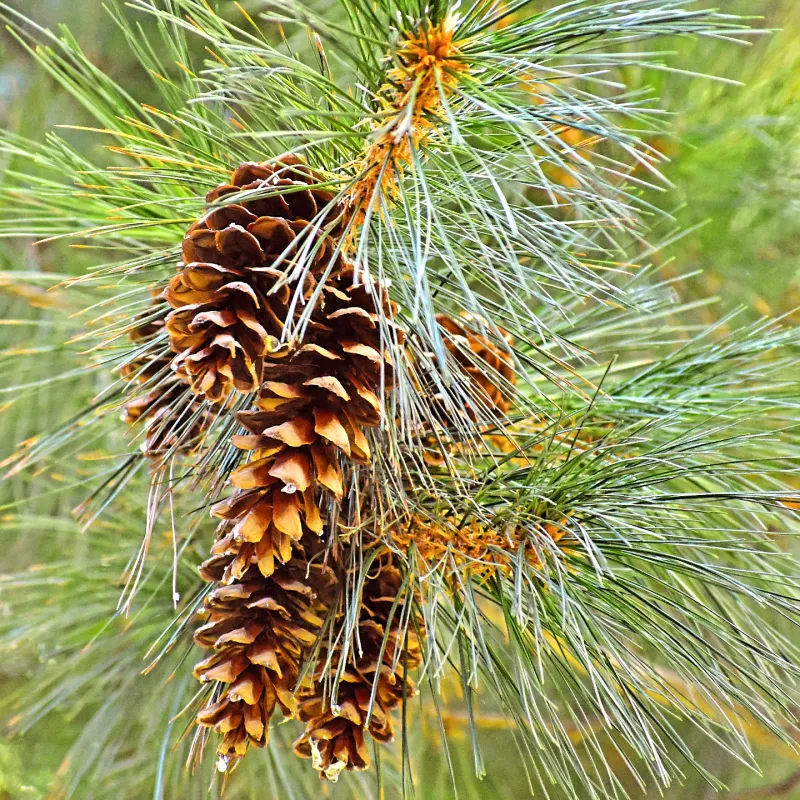 White Pine Cone and Tassel - Maine