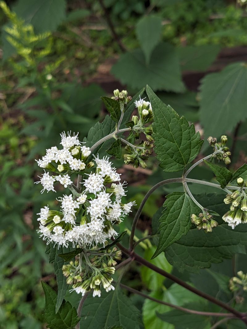 White Snakeroot