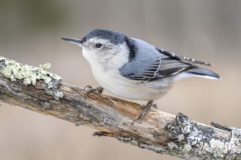 White-breasted Nuthatch