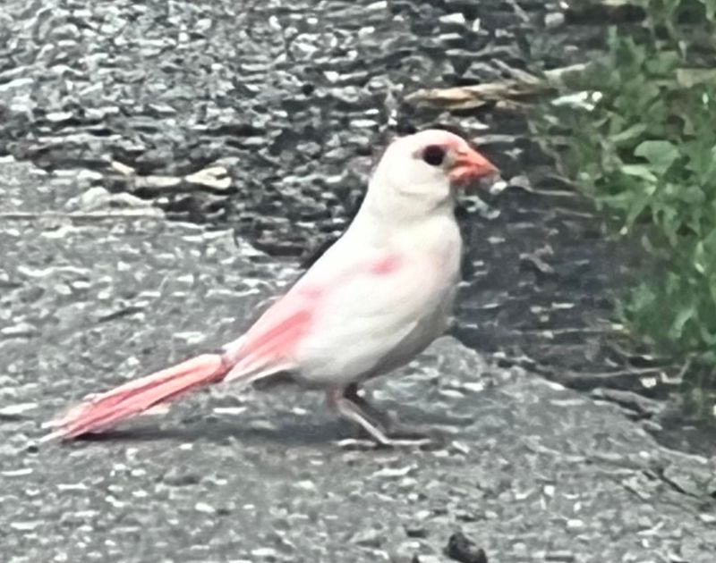 White-winged Cardinal