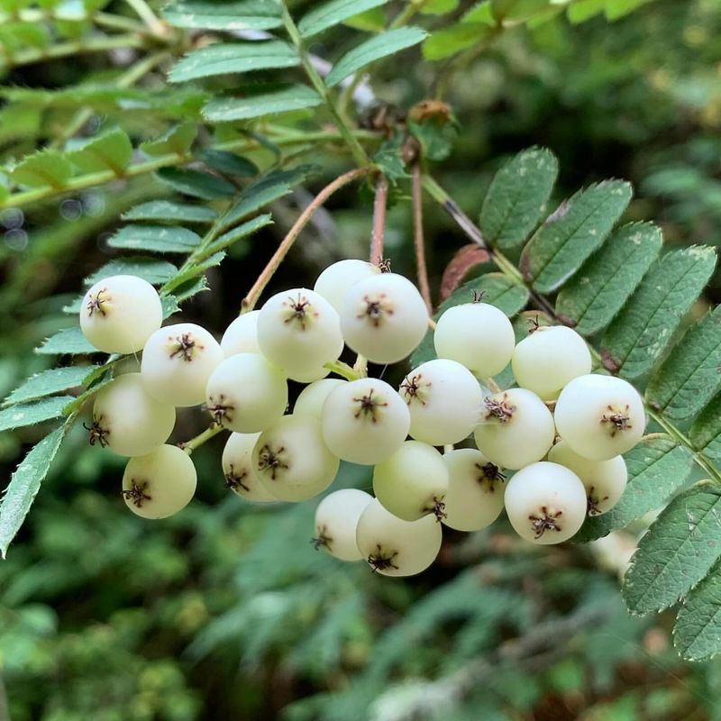 Whitebeam