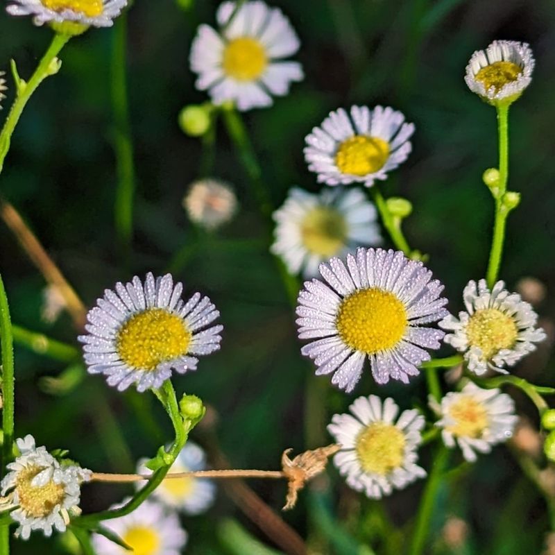 Whorled Daisy