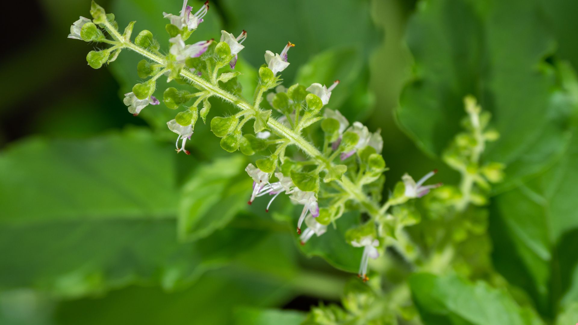 Why Pinching Off Basil Flowers Is The Secret To A Healthier, More Flavorful Plant