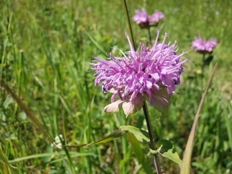 Wild Bergamot