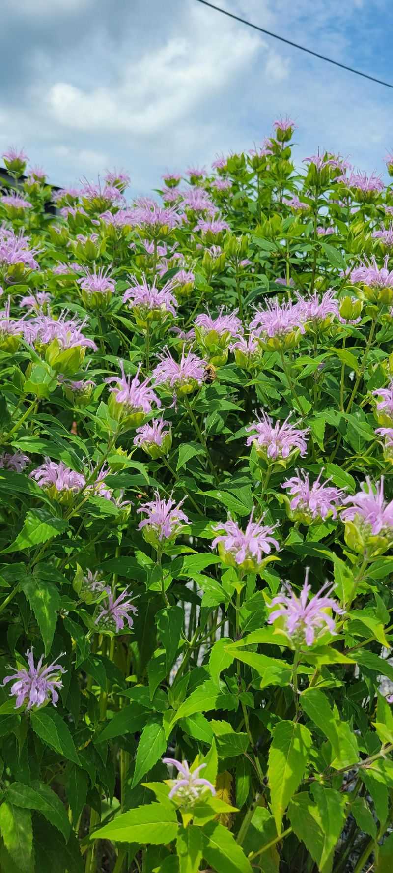 Wild Bergamot