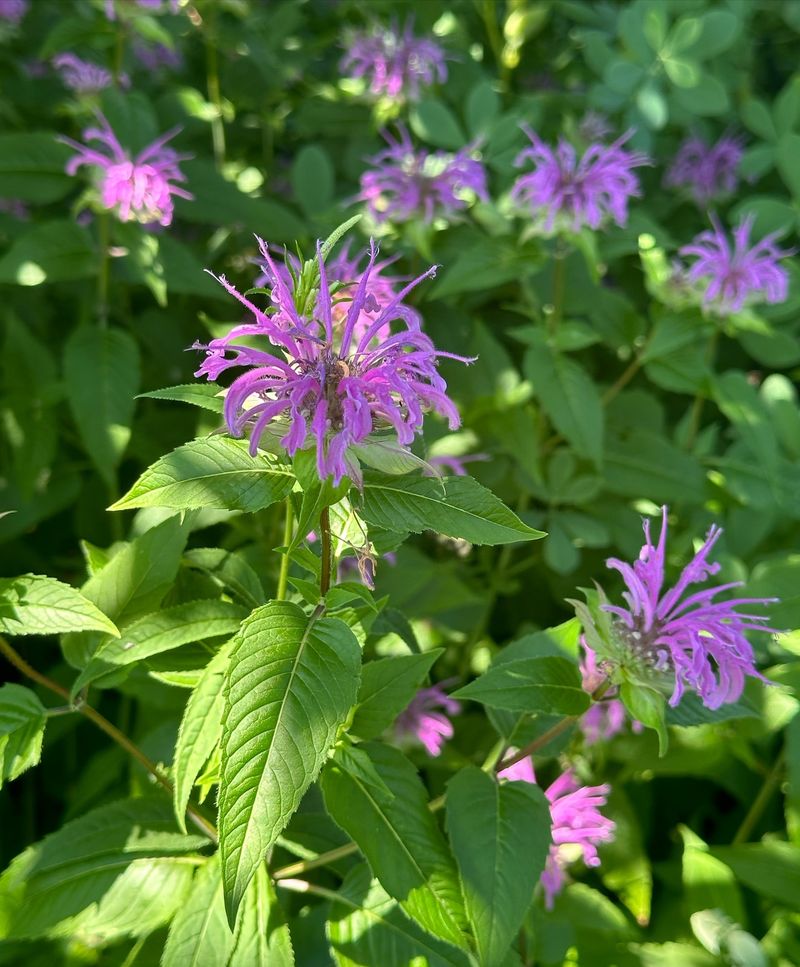 Wild Bergamot (Monarda fistulosa)