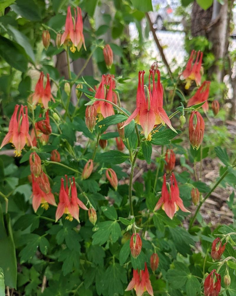 Wild Columbine