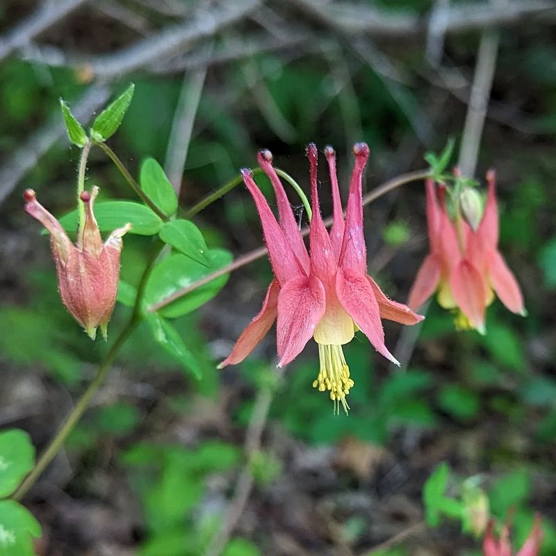 Wild Columbine