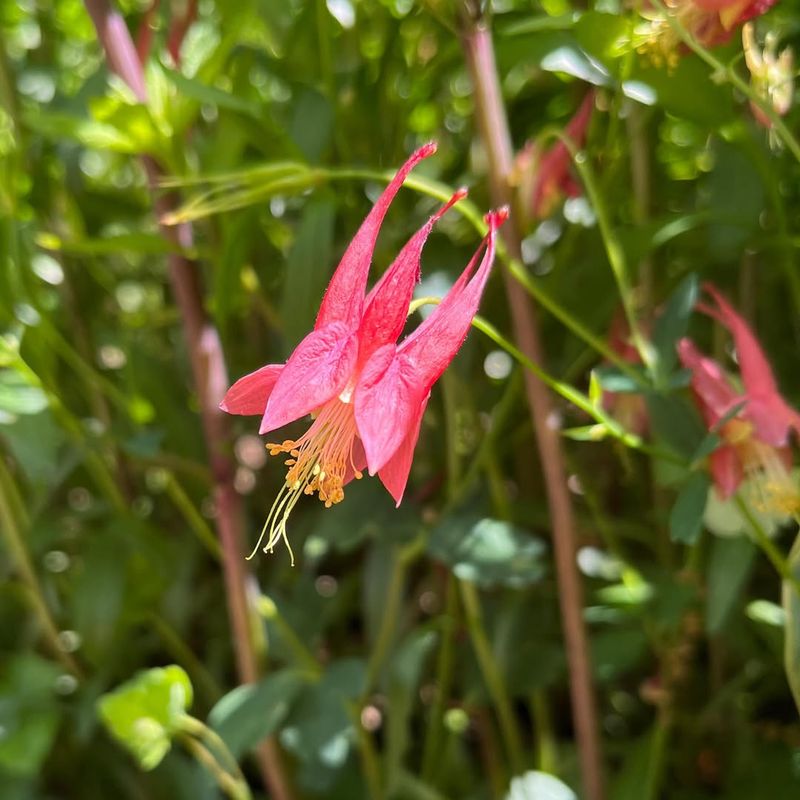 Wild Columbine (Aquilegia canadensis)